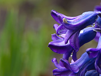 Close-up of purple hyacinth flower with water droplets