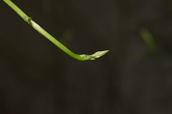 Close-up of a green plant stem with a small bud