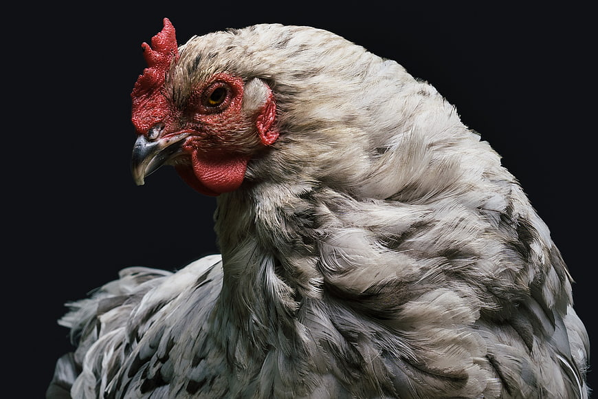 Close-up Portrait of a White Chicken on Black Background