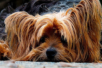 Close-up Portrait of a Sleeping Yorkshire Terrier Dog