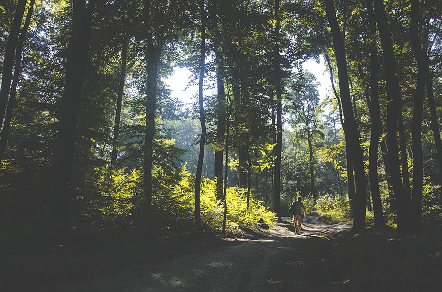 Hiker walking on a sunlit forest path in summer