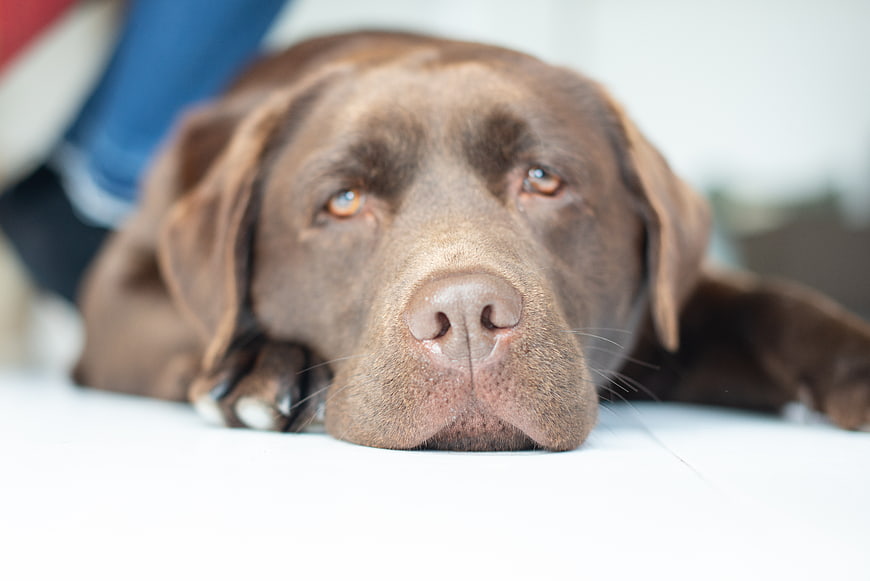 Close-up of a brown Labrador Retriever resting on a white floor