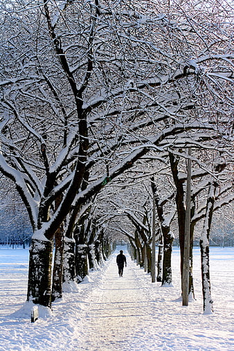 Man Walking Down Snowy Tree-Lined Path in Winter