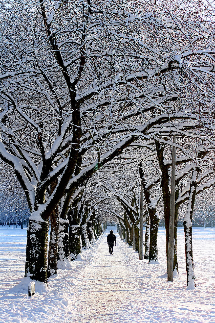 Man Walking Down Snowy Tree-Lined Path in Winter