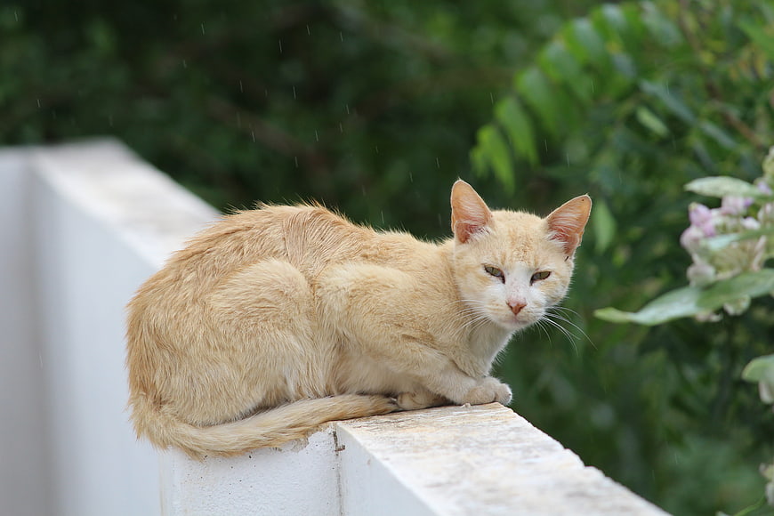 Orange Tabby Cat Resting on White Wall in Rain