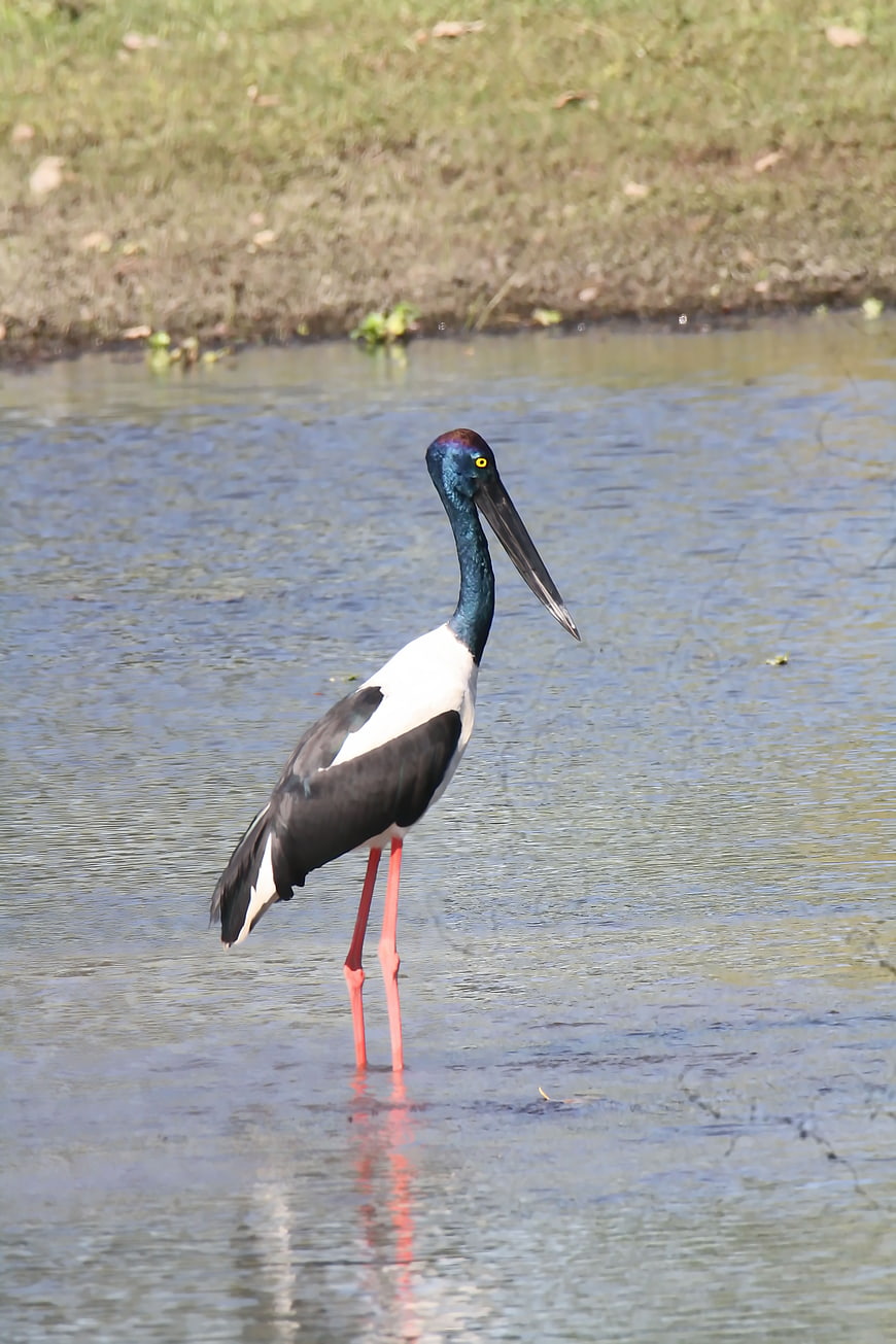 Black-necked Stork Standing in Shallow Water