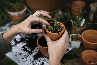 Hands planting small cactus in terracotta pot