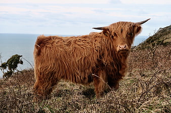Highland Cow Standing on Coastal Cliff Overlooking Ocean
