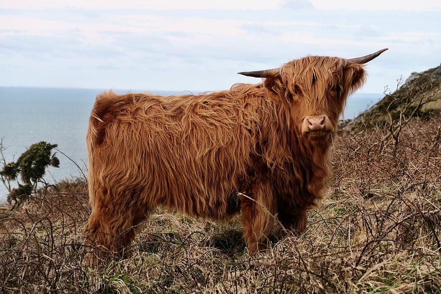 Highland Cow Standing on Coastal Cliff Overlooking Ocean