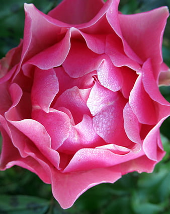 Close-up of vibrant pink rose with dew drops