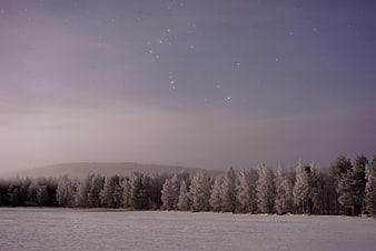 Serene Winter Night Landscape with Starry Sky and Snowy Forest