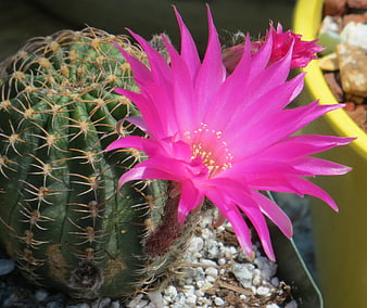 Vibrant Pink Cactus Flower in Full Bloom