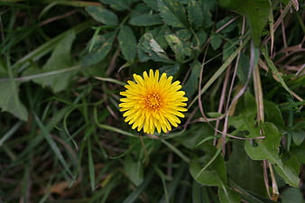 Close-up of a bright yellow dandelion flower in green grass