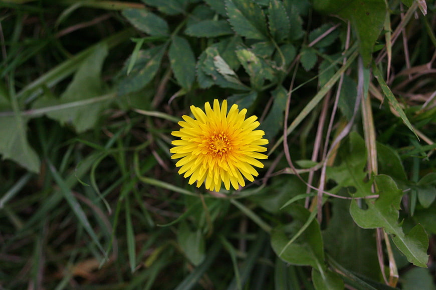 Close-up of a bright yellow dandelion flower in green grass