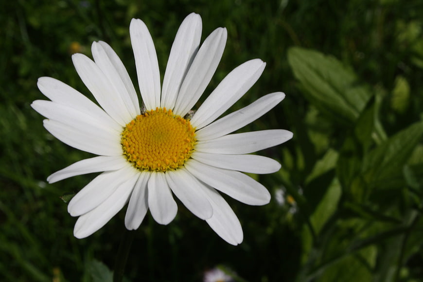Close-up of a white daisy flower with yellow center