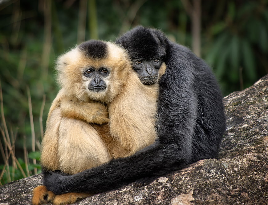 Two Gibbons Embracing on a Rock in a Natural Forest Setting