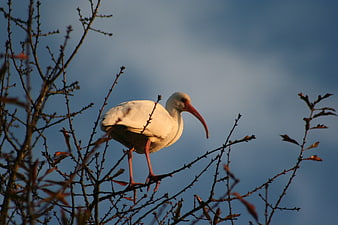 White Ibis perched on tree branch against blue sky