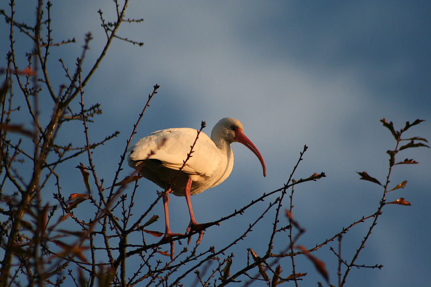 White Ibis perched on tree branch against blue sky