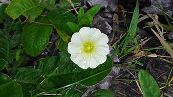 White Morning Glory Flower with Dew Drops on Green Leaves