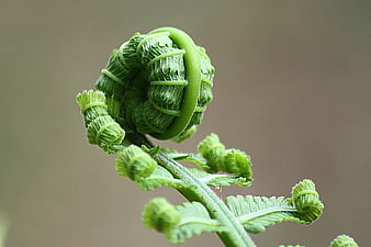 Close-up of a vibrant green fern fiddlehead unfurling