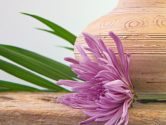 Purple Chrysanthemum Flower on Rustic Wood with Clay Pot