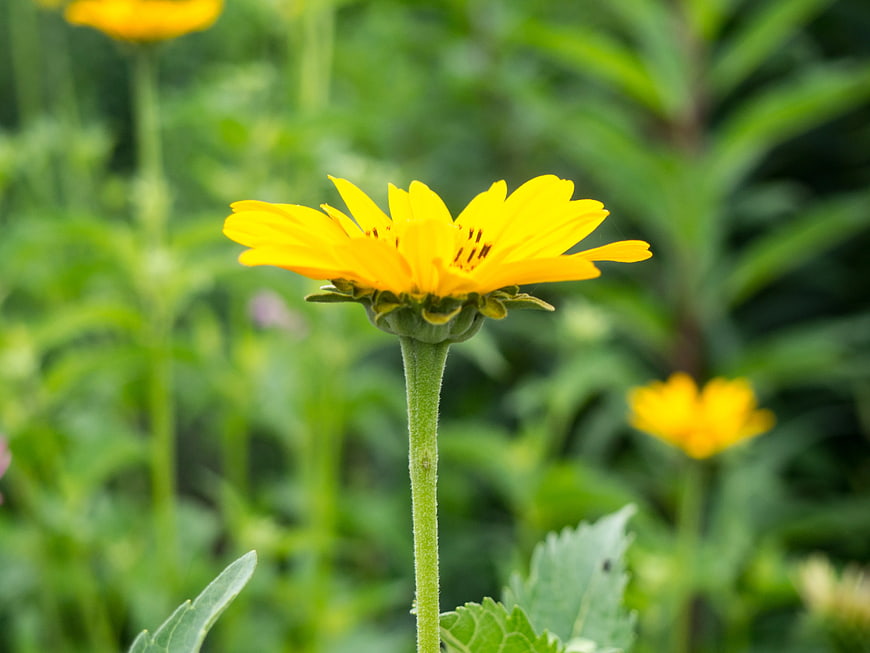 Close-up of a vibrant yellow flower in a green garden