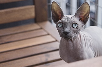 Portrait of a hairless Sphynx cat with large ears on wooden slats