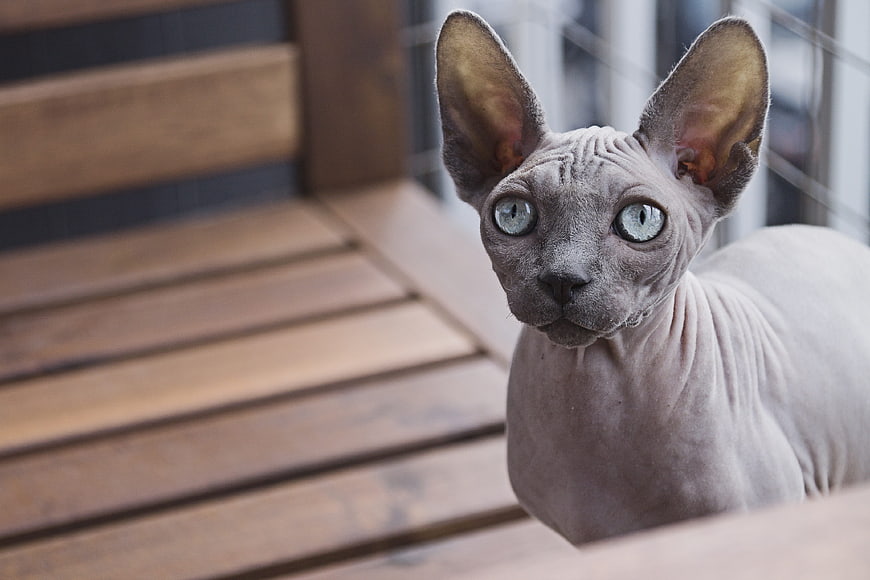 Portrait of a hairless Sphynx cat with large ears on wooden slats