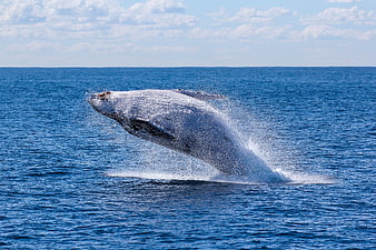 Humpback Whale Breaching in Blue Ocean