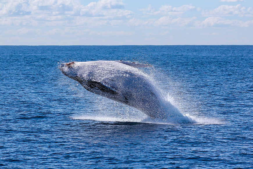 Humpback Whale Breaching in Blue Ocean