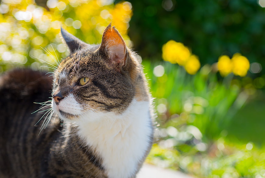 Tabby and White Cat Portrait in Sunlit Garden