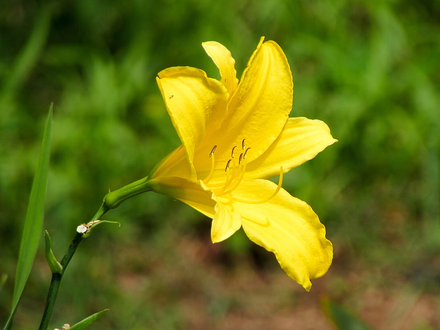 Yellow Daylily Flower Close-Up in Green Garden