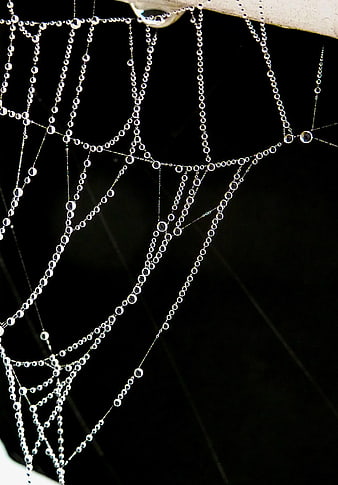 Macro Photography of Dew Drops on Spider Web