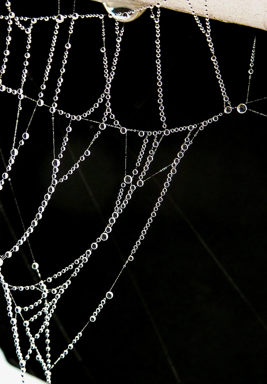 Macro Photography of Dew Drops on Spider Web