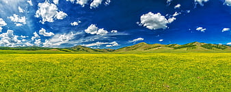 Panoramic view of vibrant yellow flower field with blue sky and mountains