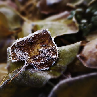 Frosty Brown Leaf Close-Up on Green Bed