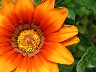 Close-up of vibrant orange gazania flower with yellow center