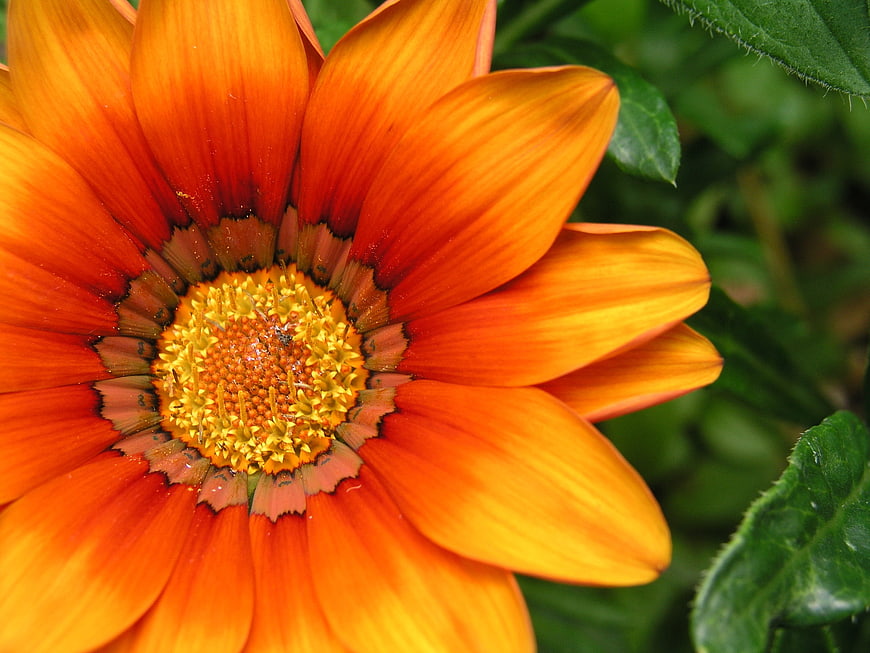 Close-up of vibrant orange gazania flower with yellow center