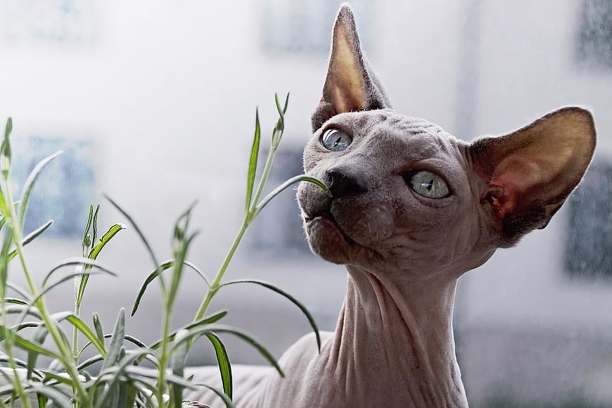 Close-up of a hairless Sphynx cat sniffing green plants