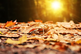 Close-up of dry autumn leaves on forest floor with golden sunlight