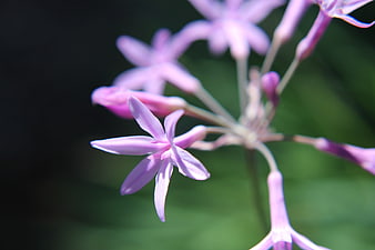 Close-up of delicate pink star-shaped flowers on green background