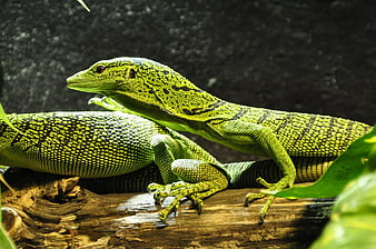 Green Crested Lizard on a Log