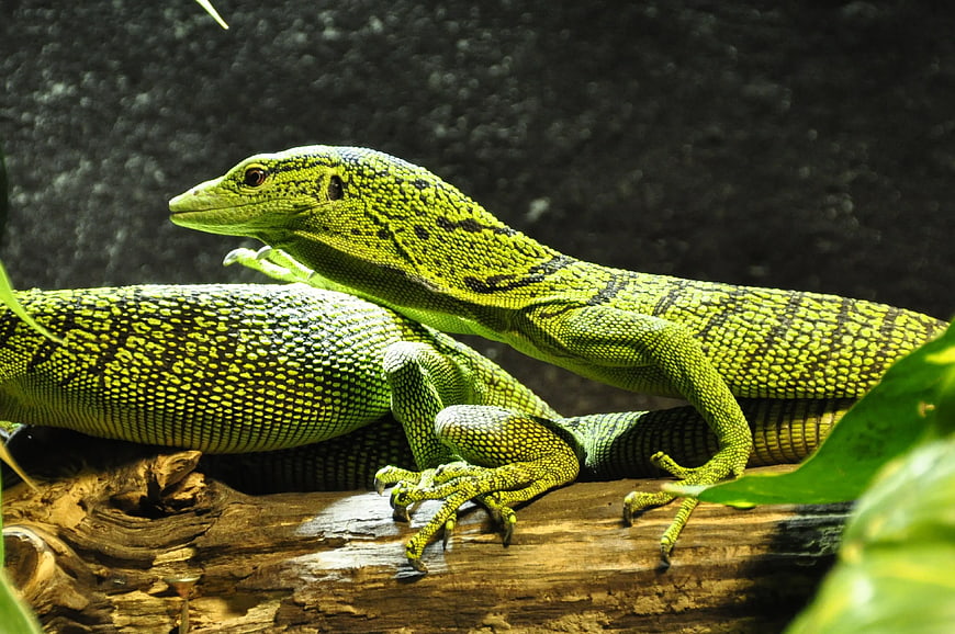Green Crested Lizard on a Log