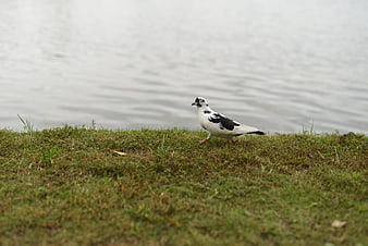 Black and white pigeon walking on grass near water