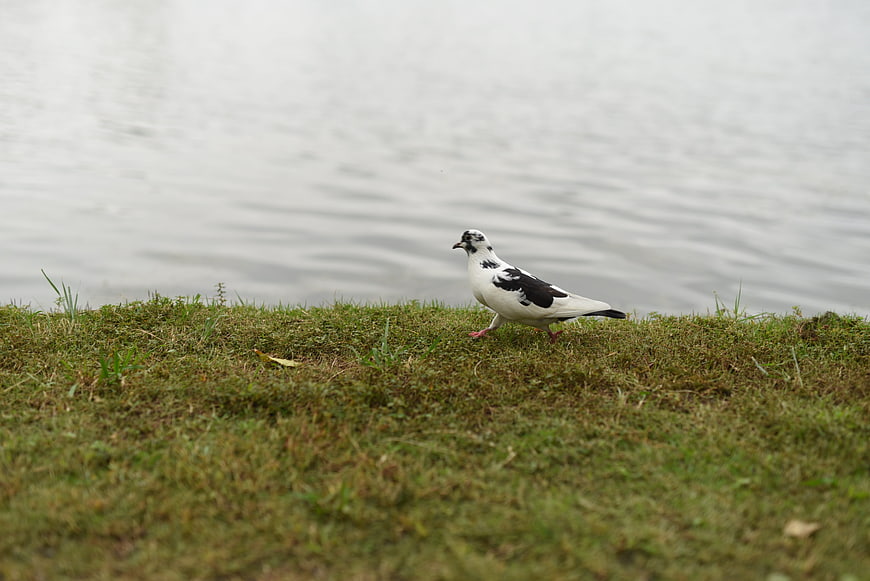 Black and white pigeon walking on grass near water