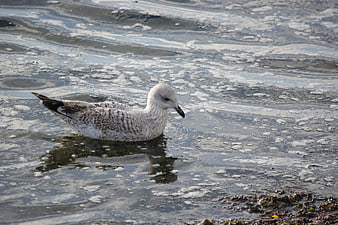 Seagull resting in foamy ocean water