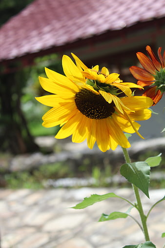 Vibrant Yellow Sunflower Close-Up in Garden