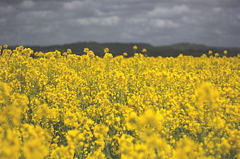 Vibrant Yellow Canola Flower Field Under Dramatic Cloudy Sky