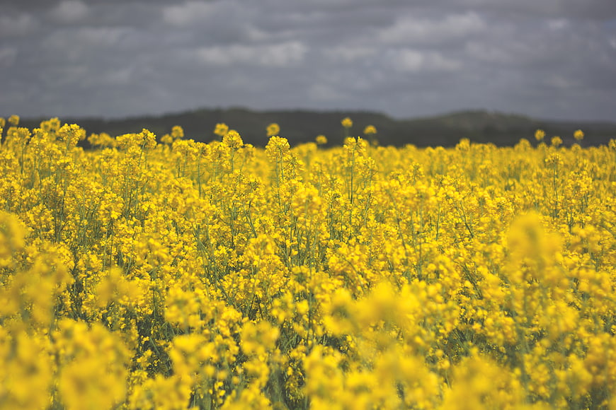 Vibrant Yellow Canola Flower Field Under Dramatic Cloudy Sky