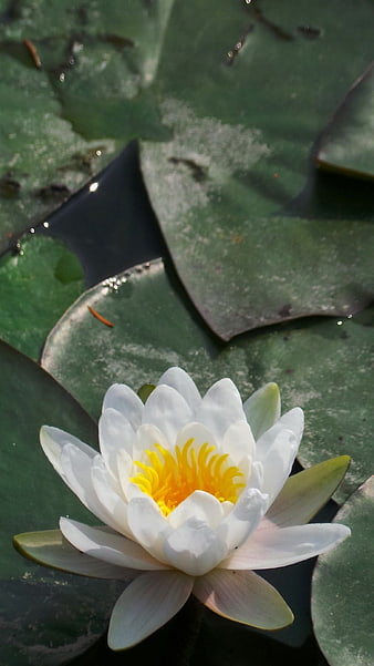White Water Lily Flower on Green Lily Pads